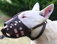 Leather Dog Muzzle for English Bull Terrier - Custom Dog Muzzle  Leather Dog Muzzle for English Bull Terrier - Custom Dog Muzzle