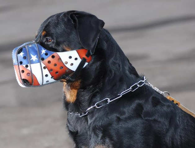 dog muzzle custom