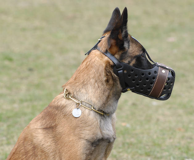 where can you buy a dog muzzle