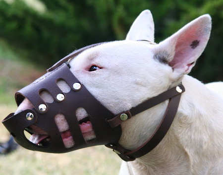 Bull 2025 terrier muzzle