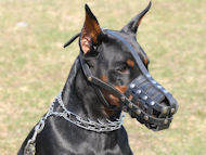 Doberman Leather Muzzle-Everyday Light Weight Ventilation muzzle  Doberman Leather Muzzle-Everyday Light Weight Ventilation muzzle